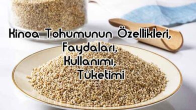 Kinoa Tohumunun Özellikleri, Faydaları, Kullanımı, Tüketimi