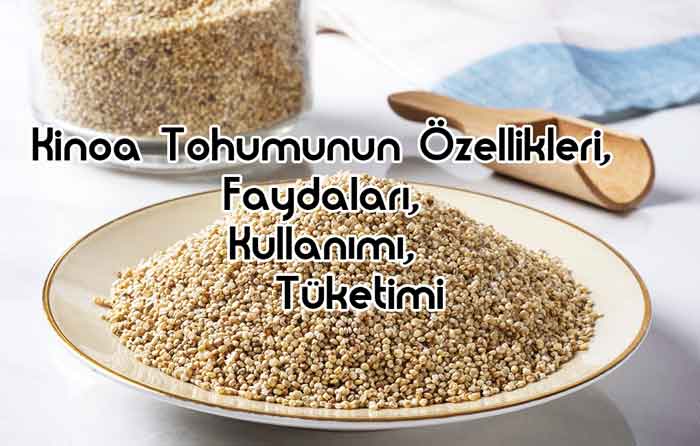 Kinoa Tohumunun Özellikleri, Faydaları, Kullanımı, Tüketimi