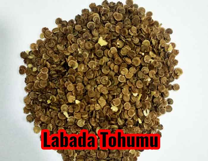 Labada Tohumu