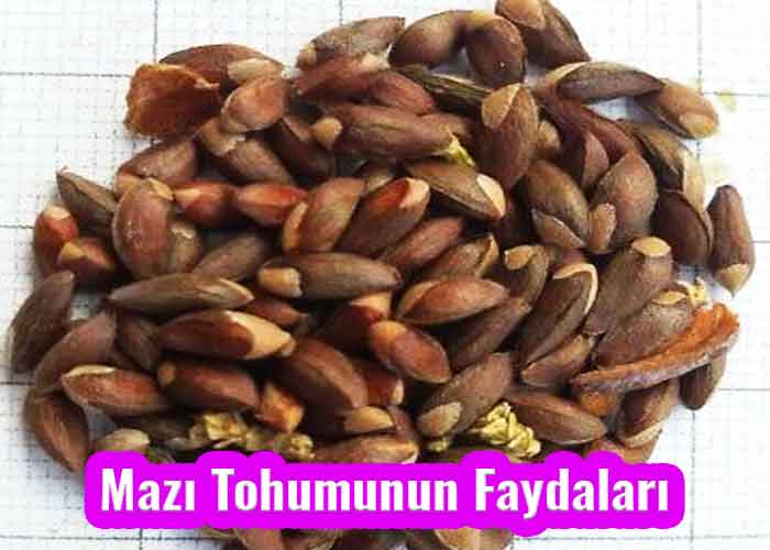 Mazı Tohumunun Faydaları