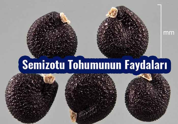 Semizotu Tohumunun Faydaları