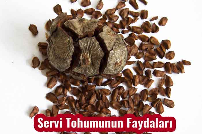 Servi Tohumunun Faydaları