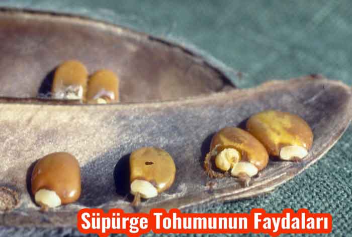 Süpürge Tohumunun Faydaları