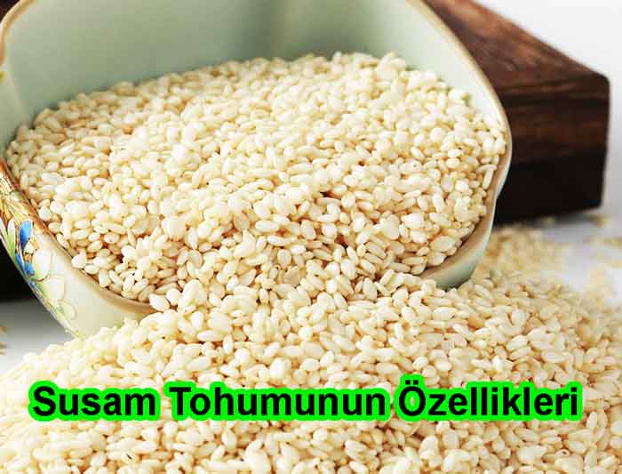 Susam Tohumunun Özellikleri