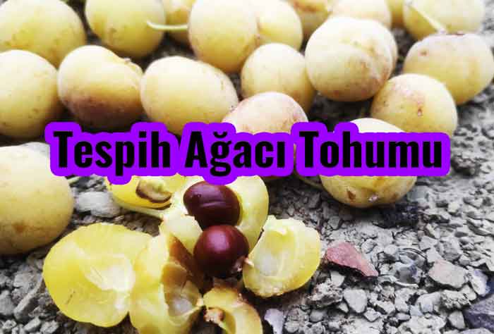 Tespih Ağacı Tohumu