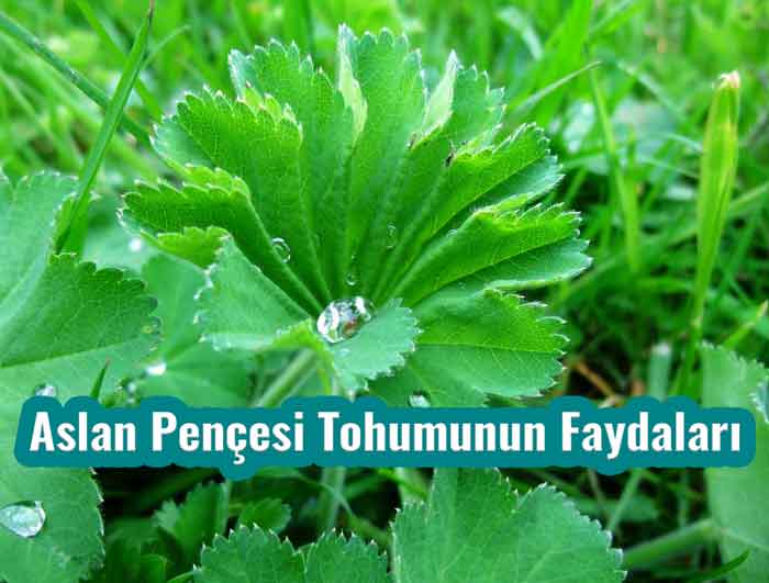 Aslan Pençesi Tohumunun Faydaları