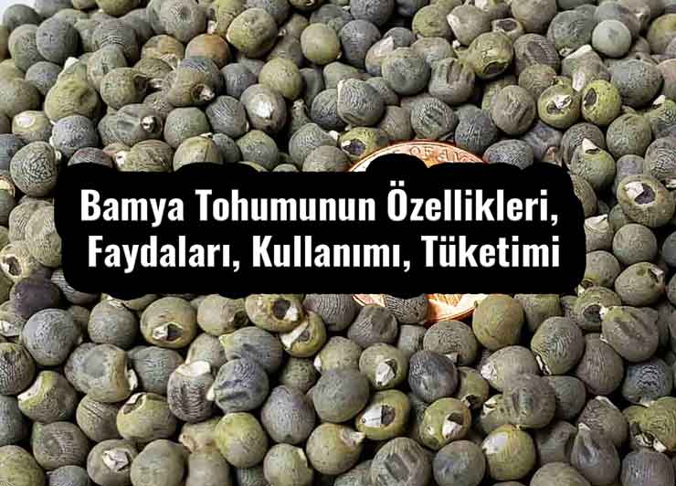 Bamya Tohumunun Özellikleri, Faydaları, Kullanımı, Tüketimi