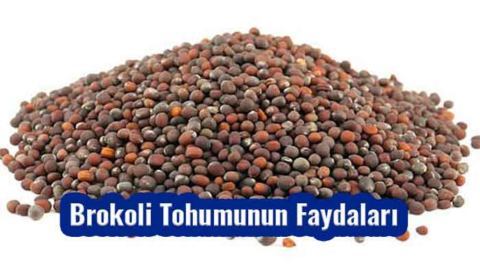 Brokoli Tohumunun Faydaları