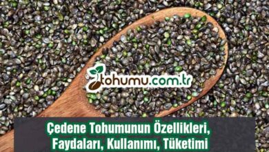 Çedene Tohumu