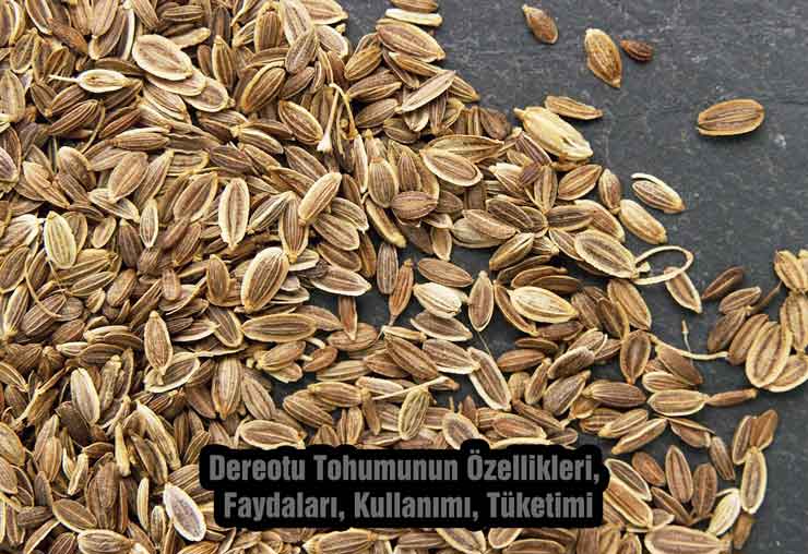 Dereotu Tohumunun Özellikleri, Faydaları, Kullanımı, Tüketimi
