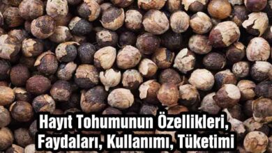 Hayıt Tohumu