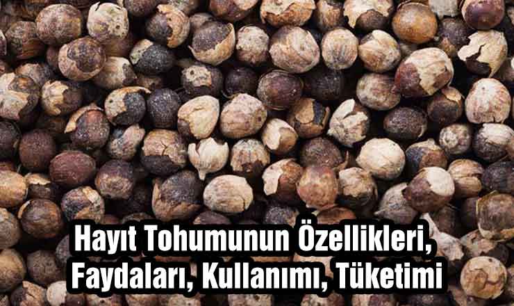 Hayıt Tohumu