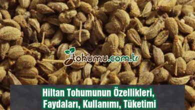 Hiltan Tohumu