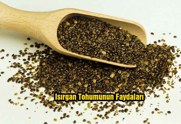 Isırgan Tohumunun Faydaları