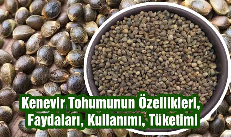 Kenevir Tohumu