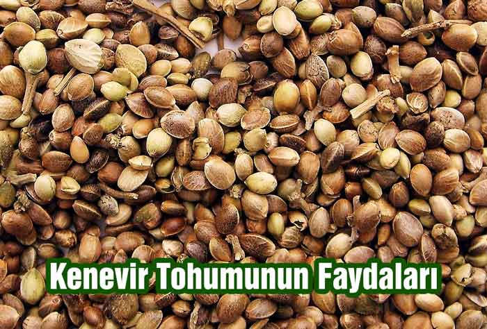 Kenevir Tohumunun Faydaları