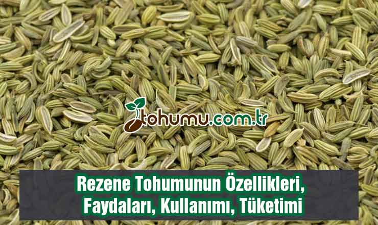 Rezene Tohumu