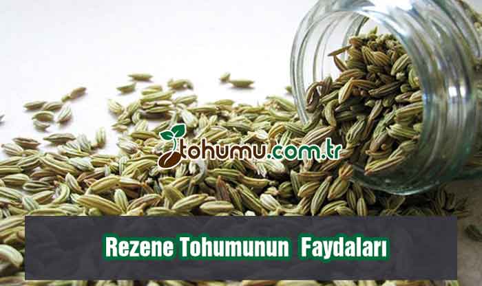 Rezene Tohumunun Faydaları