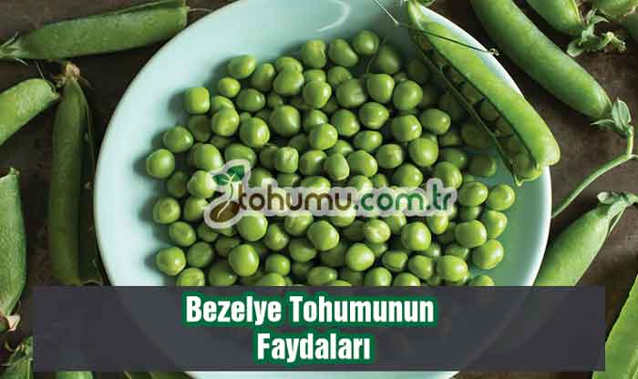 Bezelye Tohumunun Faydaları