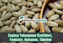 Enginar Tohumu