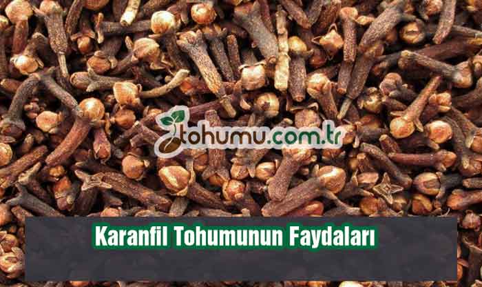 Karanfil Tohumunun Faydaları