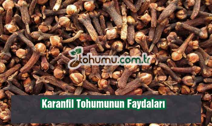 Karanfil Tohumunun Faydaları