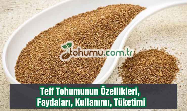 Teff Tohumu