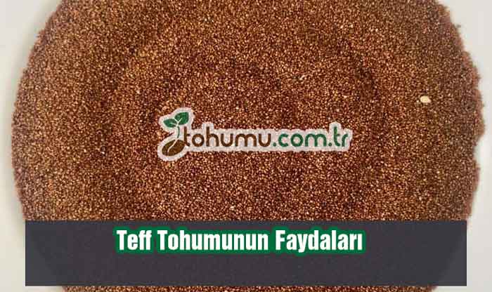 Teff Tohumunun Faydaları