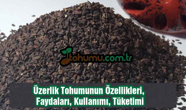 Üzerlik Tohumunun Faydaları 