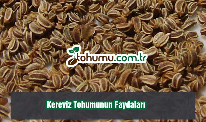 Kereviz Tohumunun Faydaları