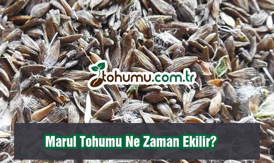 Marul Tohumu Ne Zaman Ekilir