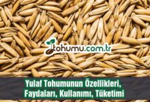 Yulaf Tohumu