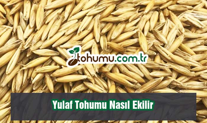 Yulaf Tohumu Nasıl Ekilir