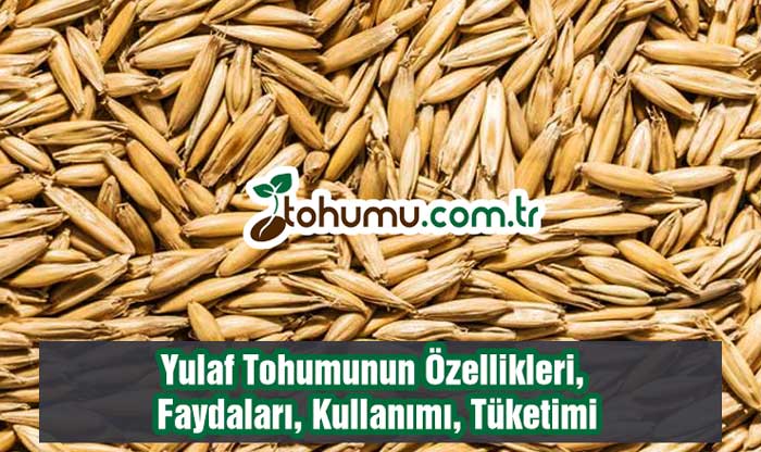 Yulaf Tohumu