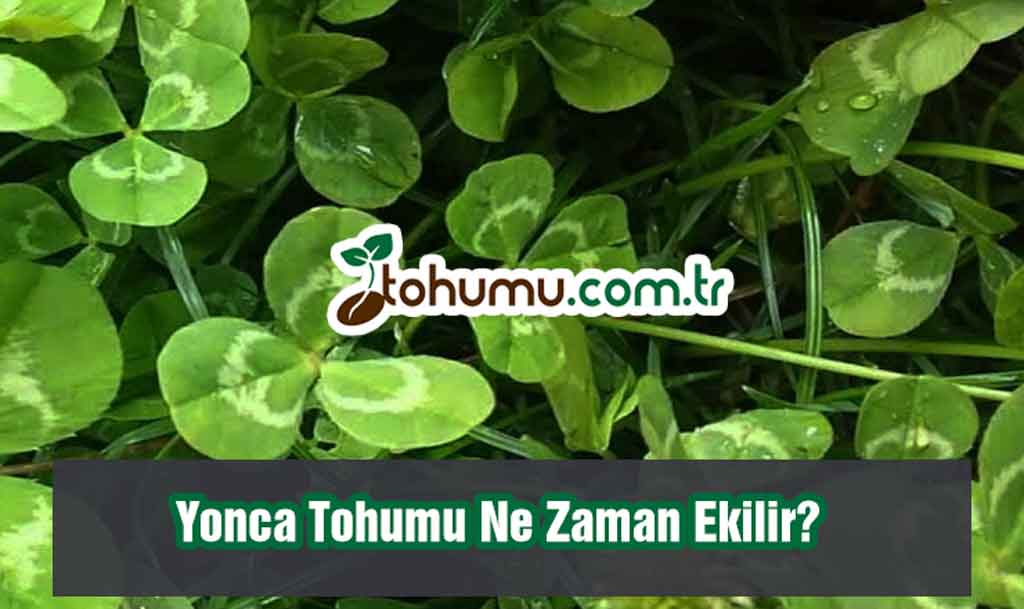 yonca tohumu ekimi