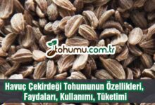 Havuç Çekirdeği Tohumu