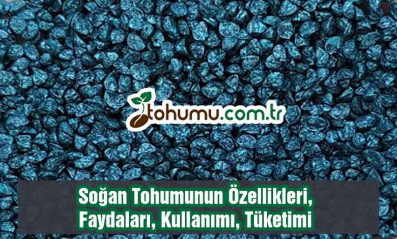 Soğan Tohumu