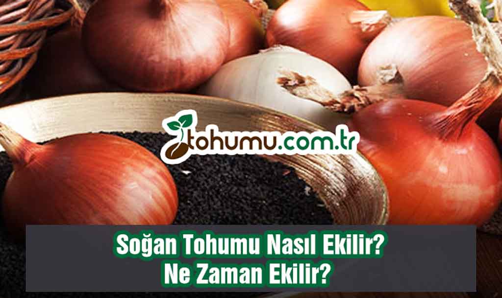 Soğan Tohumu Ekimi