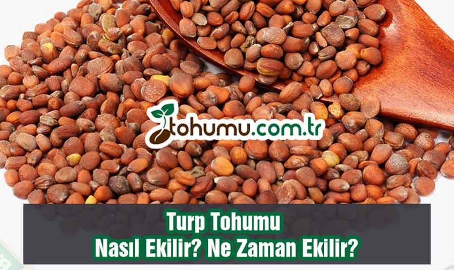 Turp Tohumu Ekimi